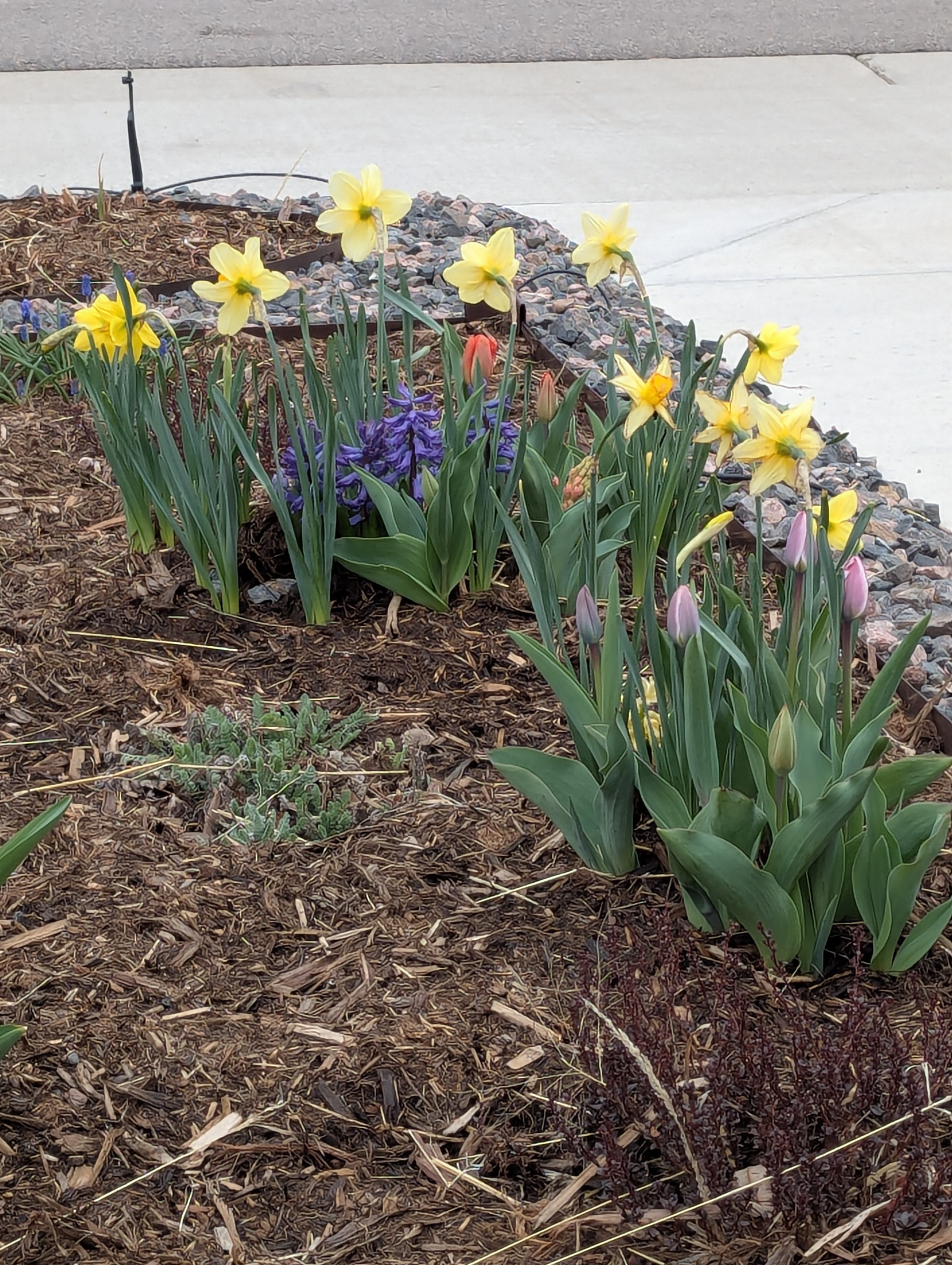 Daffodils, Hyacinth, Tulips, Morrison, Colorado